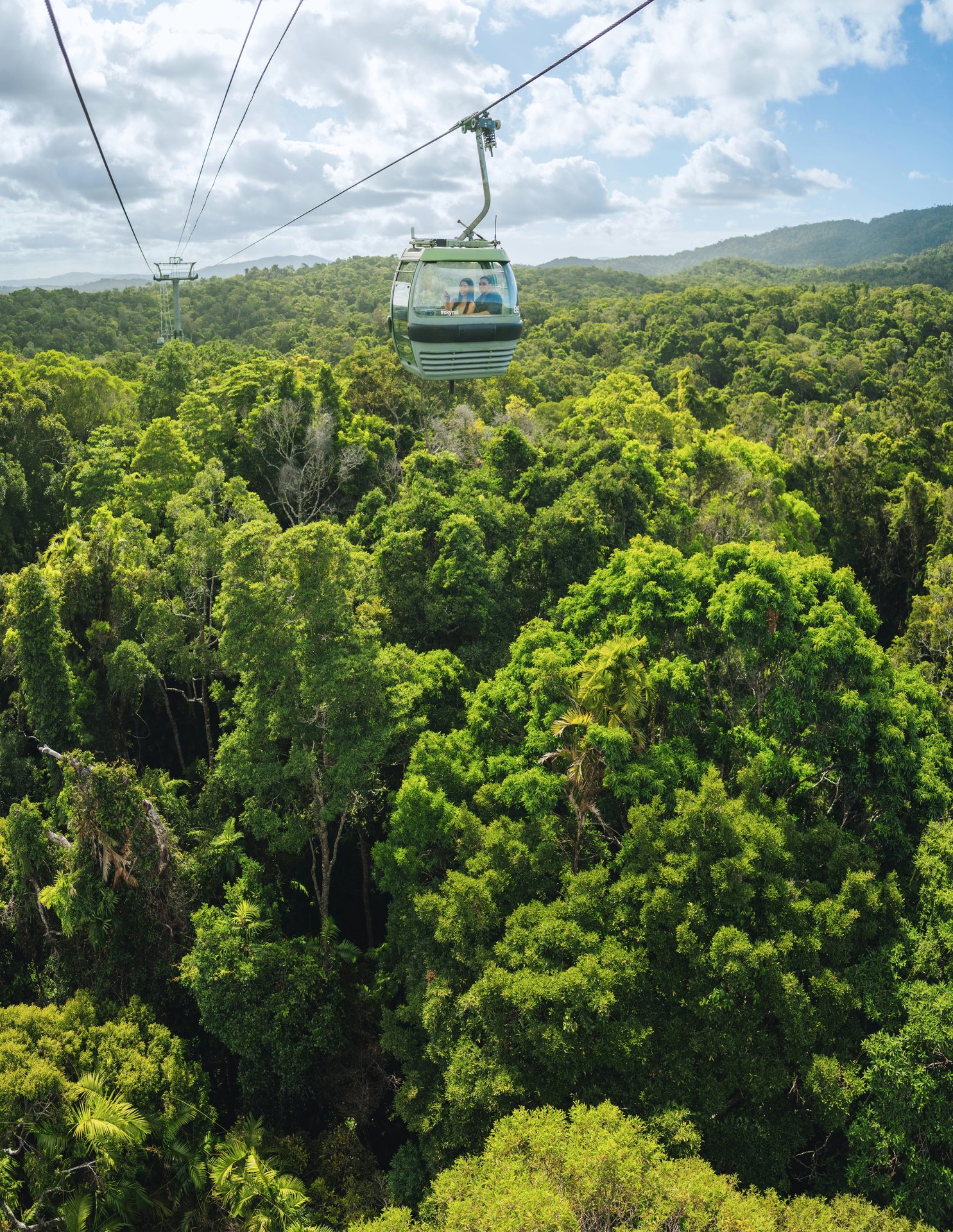 Lush Queensland forest canopy